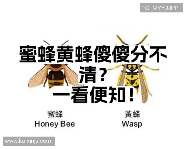 黄蜂生态研究：从生物特征到行为习性全面解析